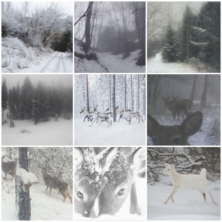 Misty Winter Forest Reindeer Moodboard Ears