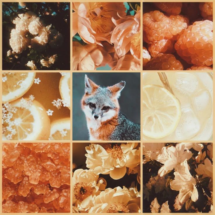 Orange Blossom Fox Moodboard Ears