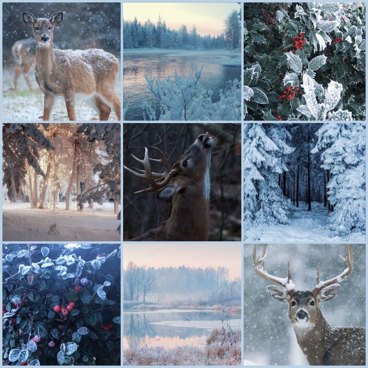 Holly Berry Reindeer Moodboard Ears