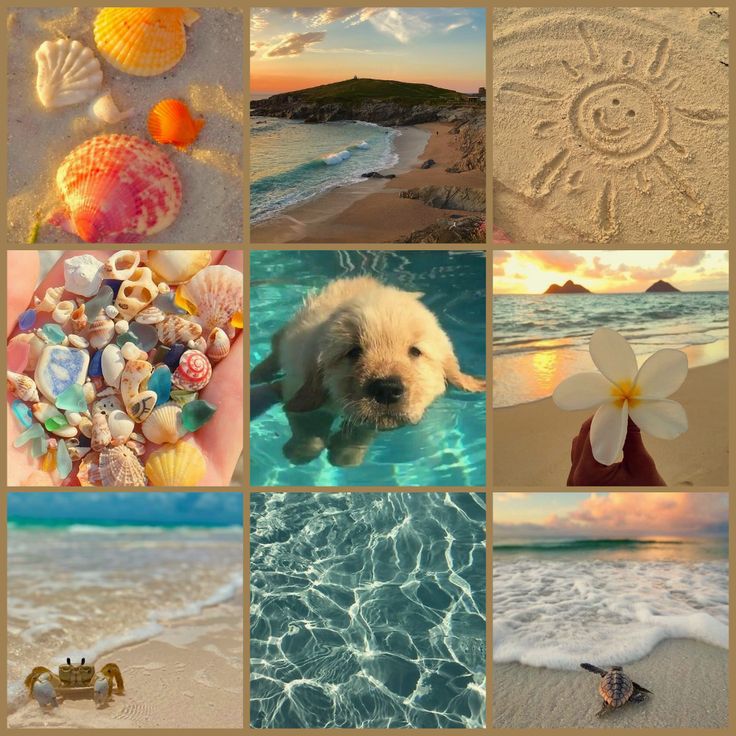 Beach Day Floppy Puppy Moodboard Ears