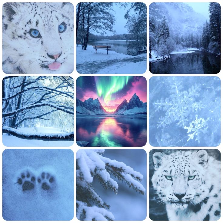 Winter Aurora Snow Leopard Moodboard Ears