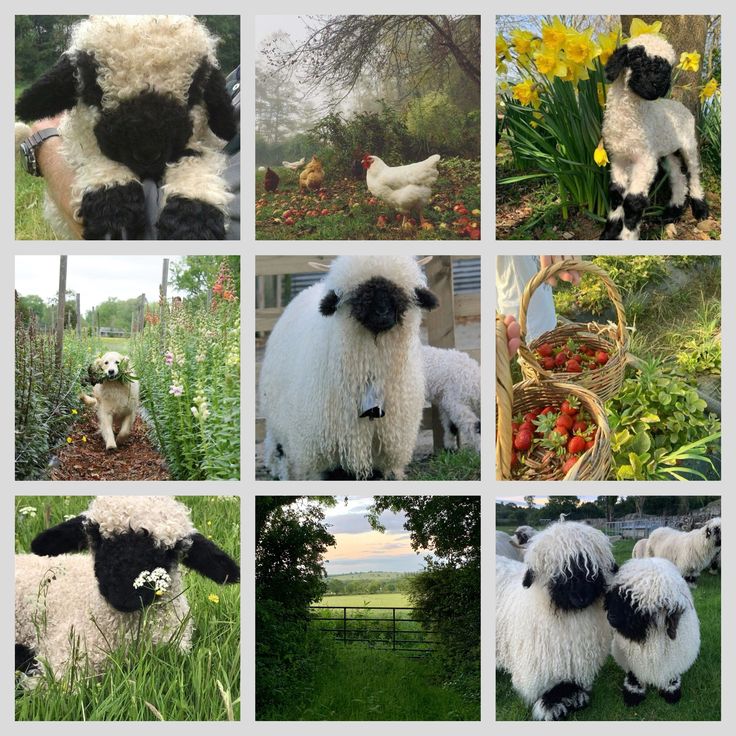 Black Sheep Moodboard Ears