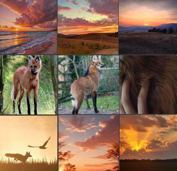 Sunset Maned Wolf Moodboard Ears