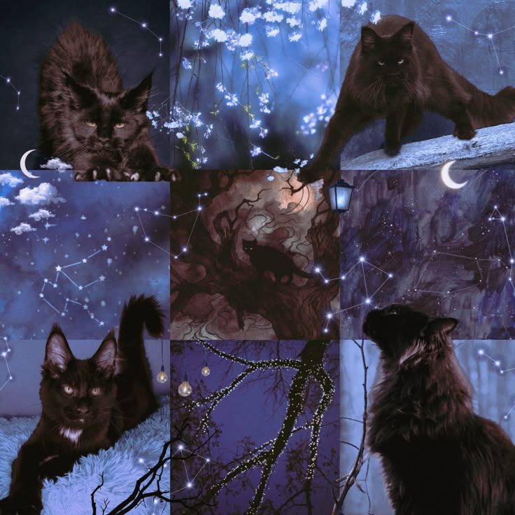 Winter Bloom Blackout Maine Coon Moodboard Ears