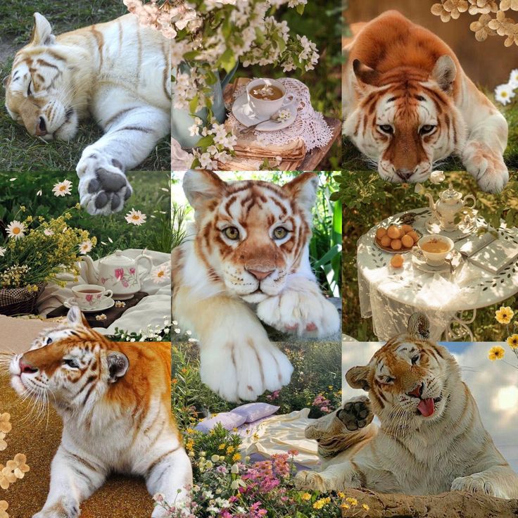 Tea Time Golden Tiger Moodboard Ears